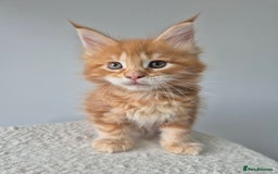 Maine Coon cats for sale: TICA - Maine Coon – 5 Boys Looking for Loving Home - Image 5