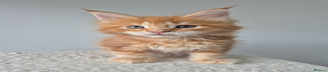 Maine Coon Kitten 5