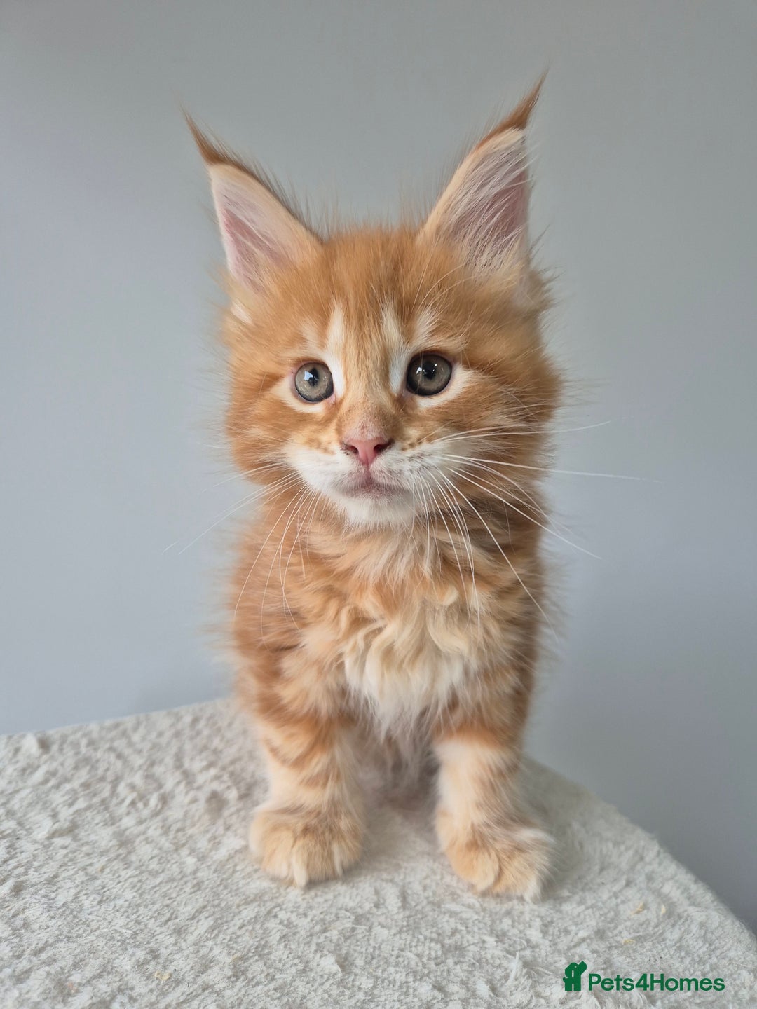 Maine Coon cats for sale: TICA - Maine Coon – 5 Boys Looking for Loving Home - Image 5