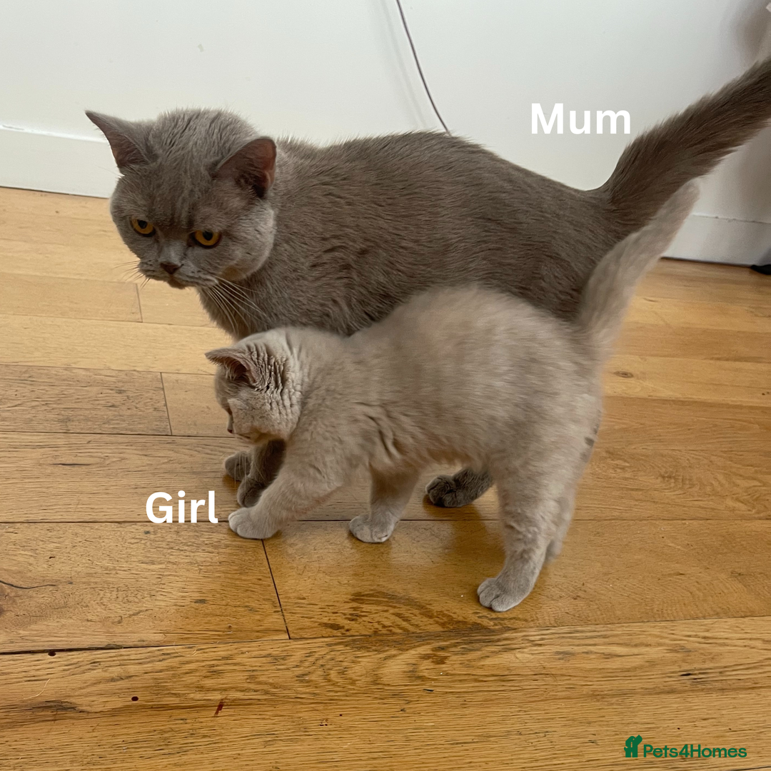 British Shorthair cats for sale: British Shorthair, Ready to be rehomed - Advert 17