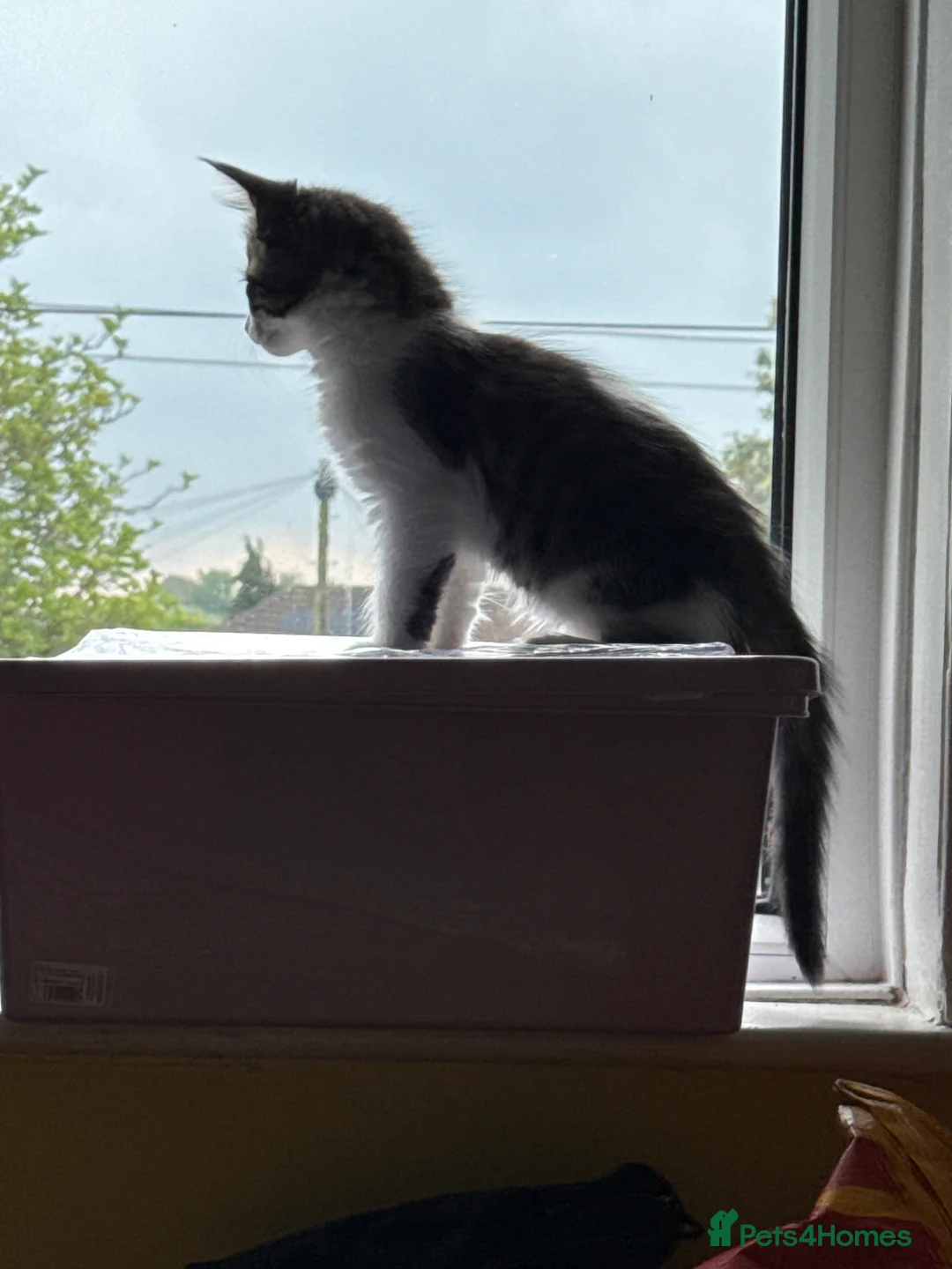 Mixed Breed cats for sale: 5 kittens ready for new homes  - Advert 2