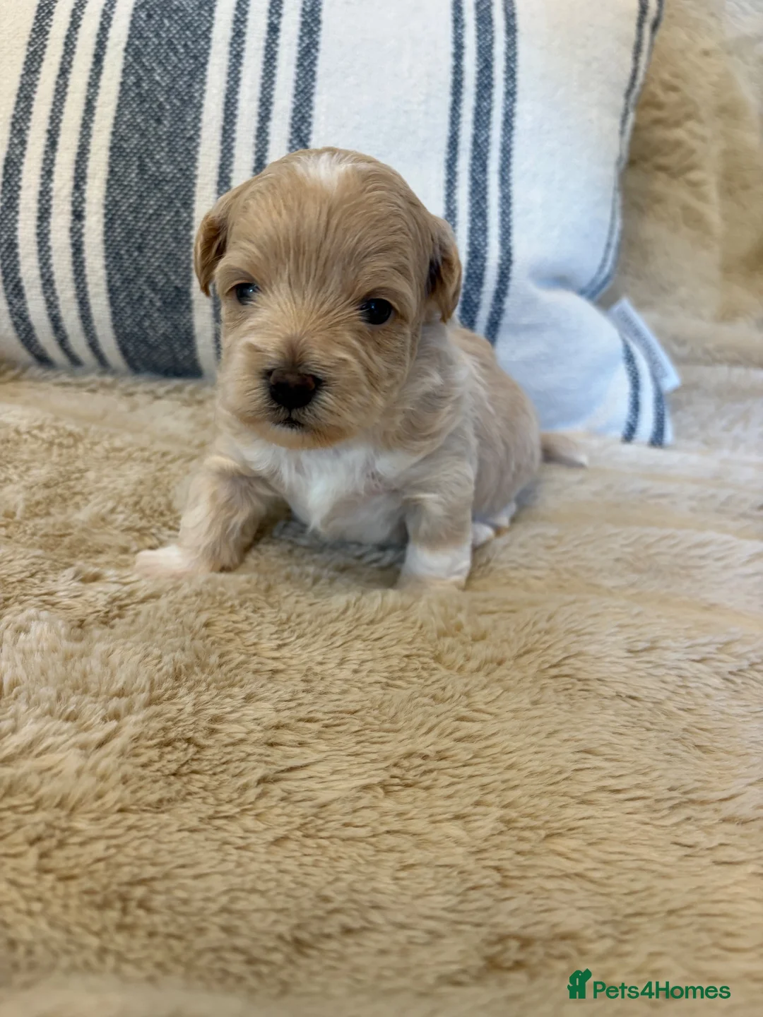 Maltipoo dogs for sale: Beautiful Toy Maltipoo puppies in Saint Leonards-on-sea - Advert 9