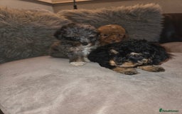 Toy Poodle dogs for sale: Beautiful Toy Poodle puppies - Image 16