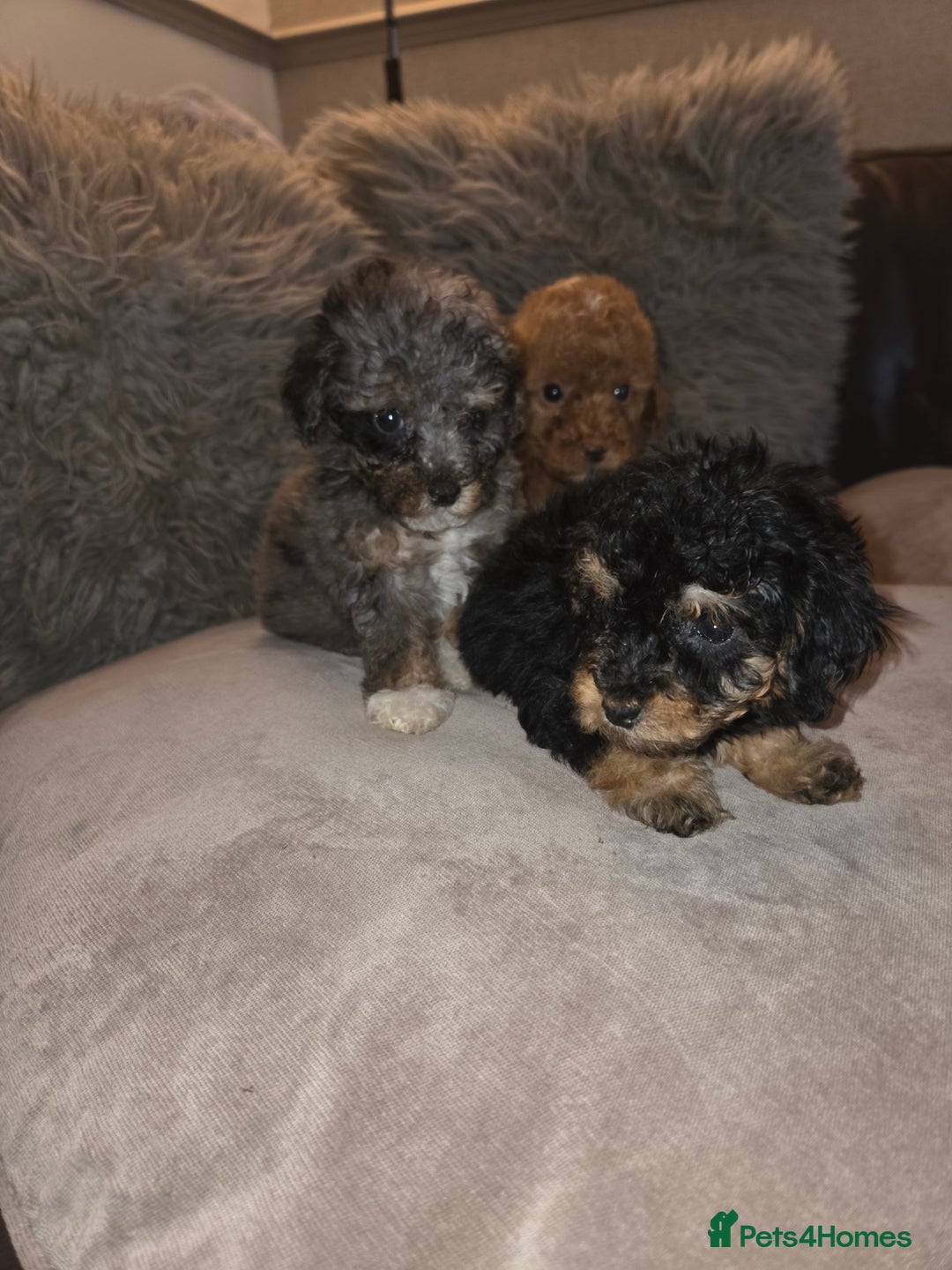 Toy Poodle dogs for sale: Beautiful Toy Poodle puppies - Image 16