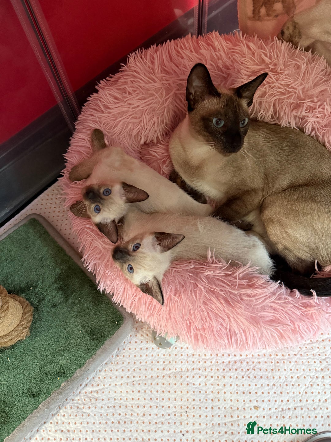 Siamese cats for sale: 2 male sealpoint siamese  - Image 6