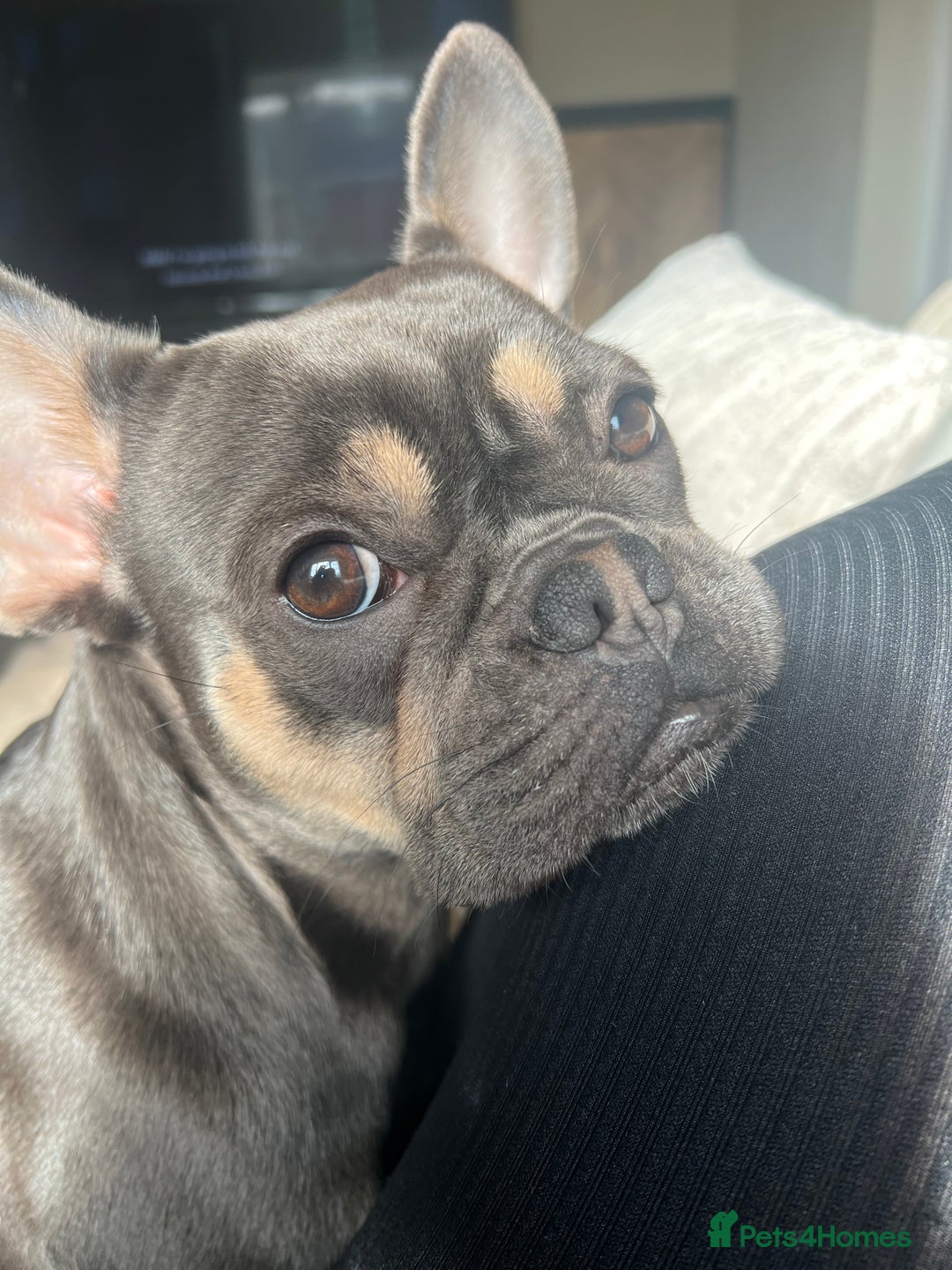 French Bulldog dogs for sale: 3 year old French bulldog  - Advert 3