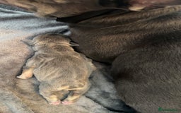 French Bulldog dogs for sale: Two Beautiful Girl French Bulldogs  - Image 14