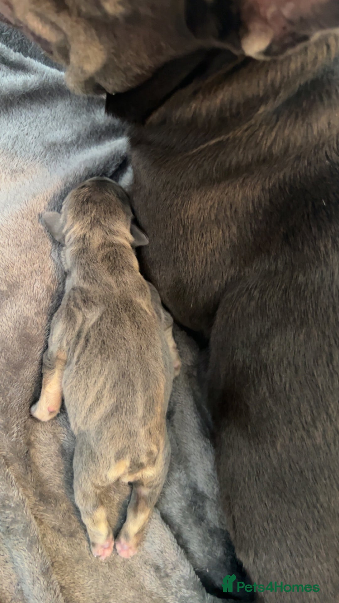 French Bulldog dogs for sale: Two Beautiful Girl French Bulldogs  - Image 14