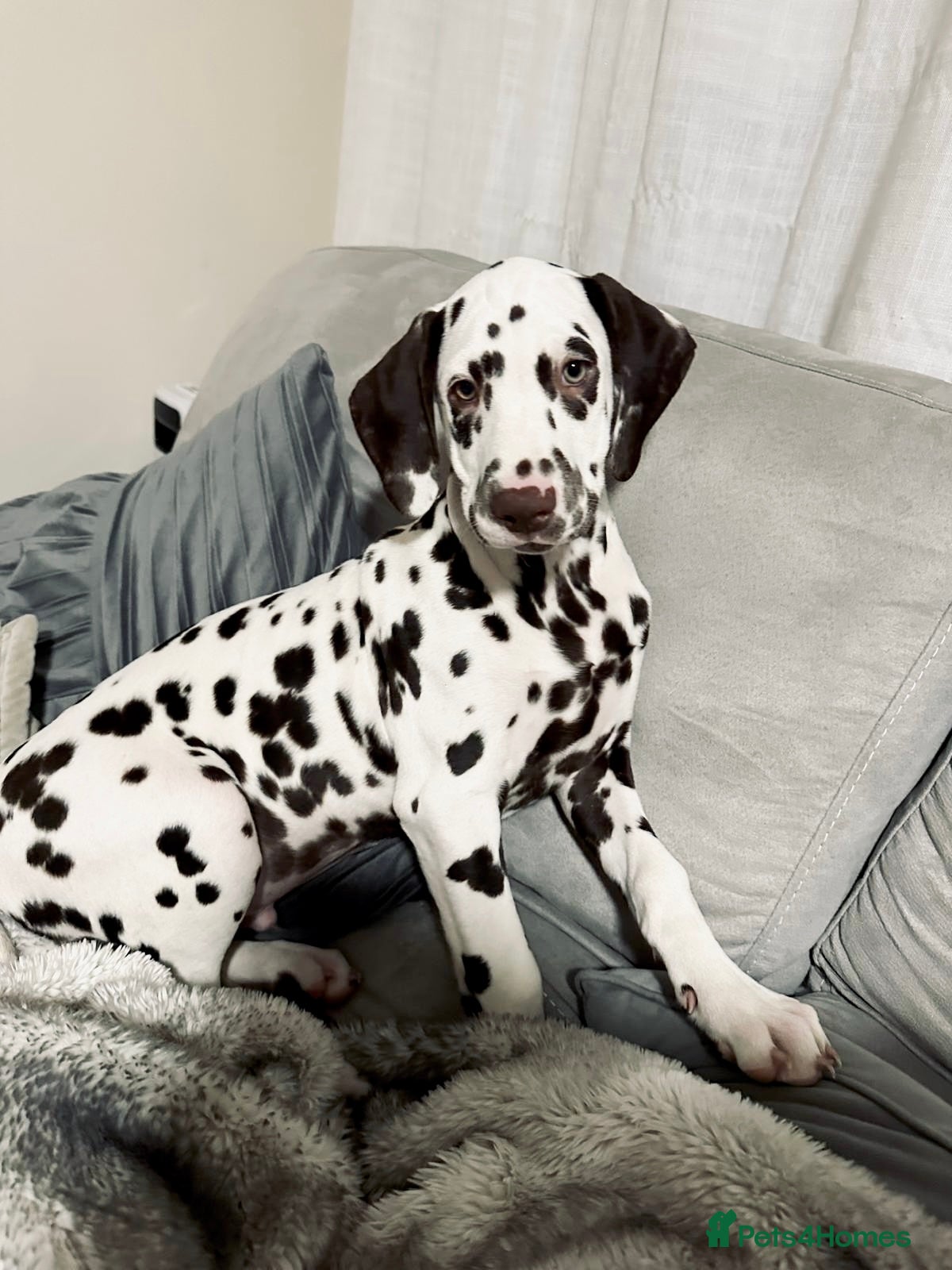 Dalmatian dogs Stunning KC Registered Liver Spotted Dalmatian ✨ - Advert 3