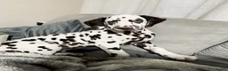 Dalmatian dogs for sale: Stunning KC Registered Liver Spotted Dalmatian ✨ - Advert 1