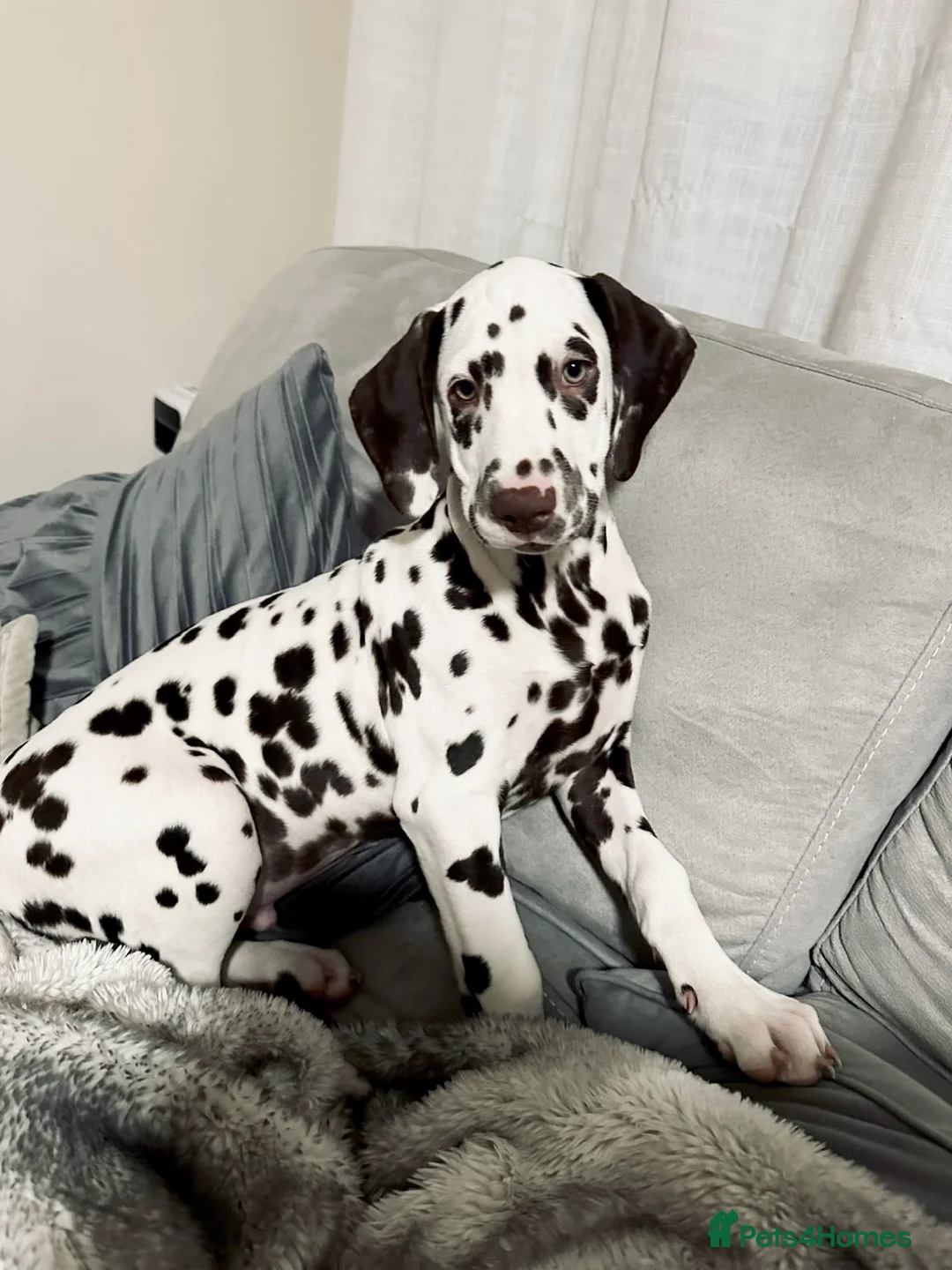 Dalmatian dogs for sale: Stunning KC Registered Liver Spotted Dalmatian ✨ - Advert 1