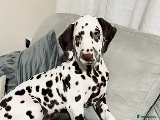 Dalmatian dogs Stunning KC Registered Liver Spotted Dalmatian ✨ - Advert 5