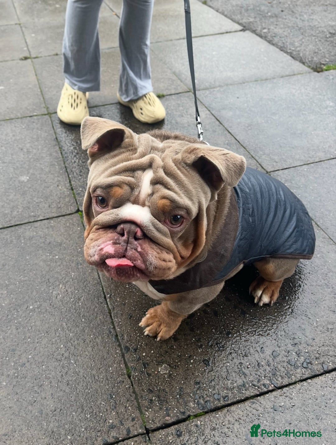 English Bulldog dogs for sale: Male English Bulldog - Advert 7