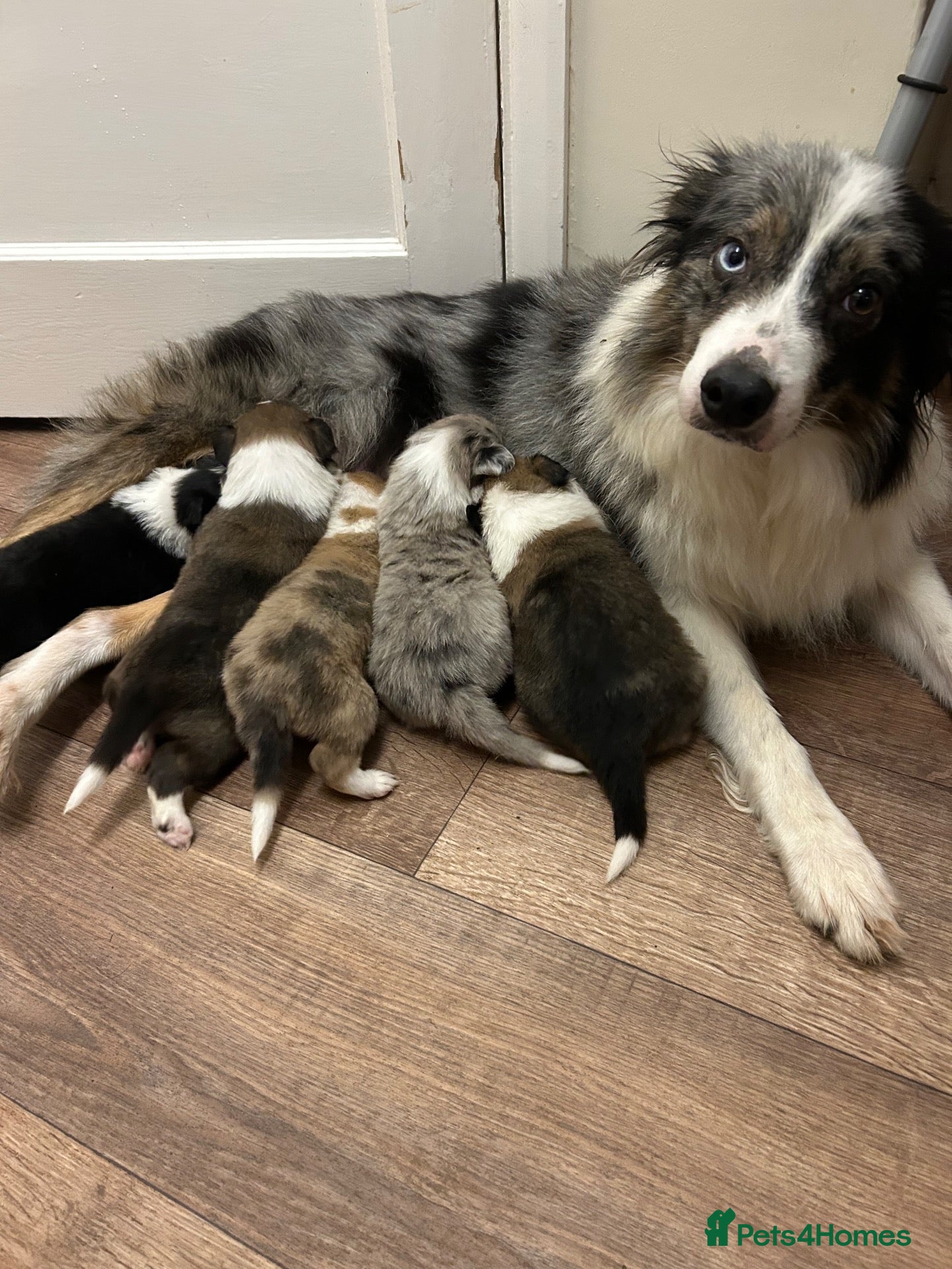 Border Collie dogs for sale: Beautiful border collie puppies - Advert 20