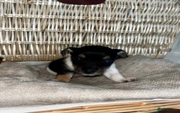 Jack Russell dogs for sale: Miniature Jackrussle  - Image 5
