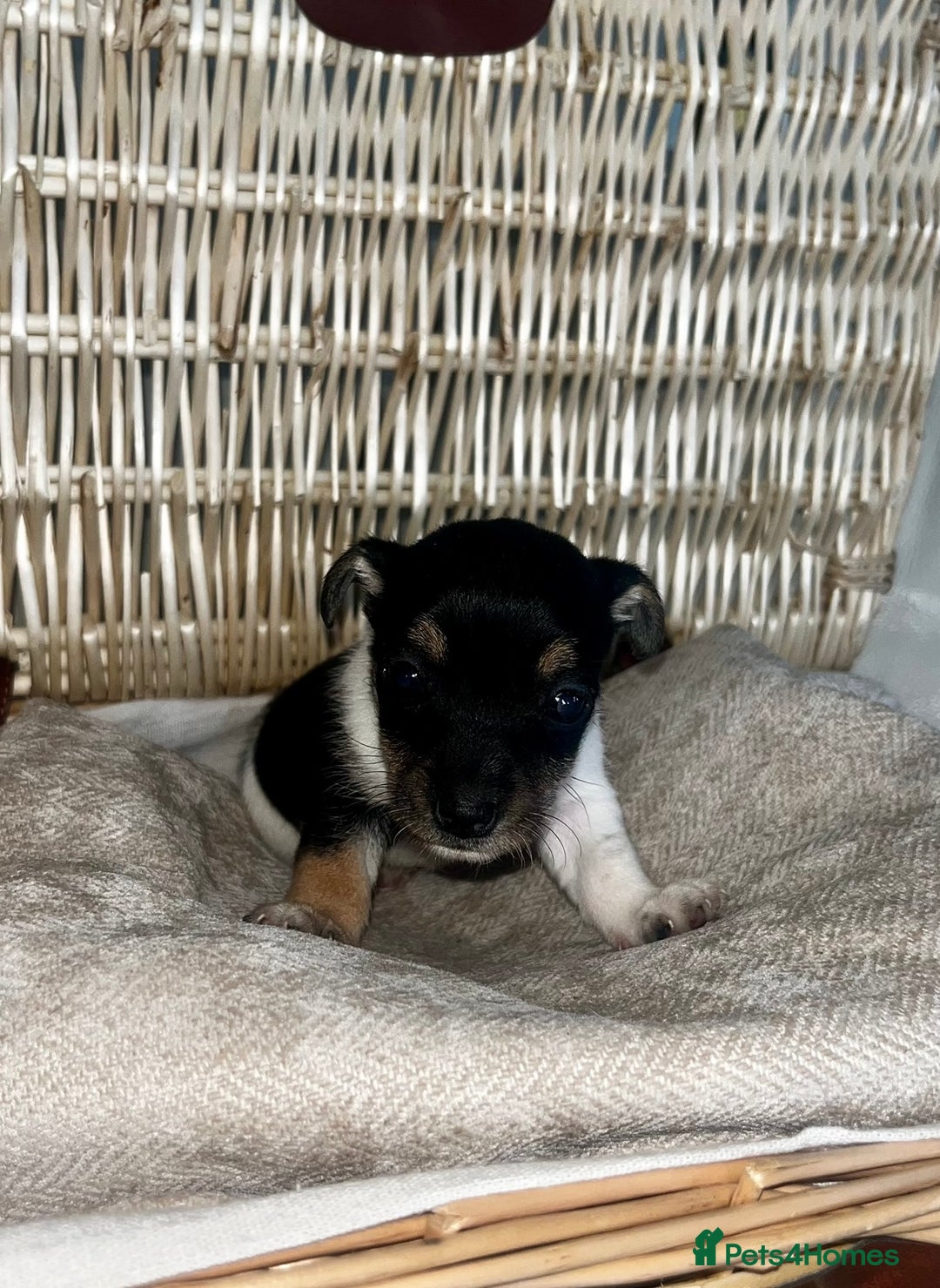 Jack Russell dogs for sale: Miniature Jackrussle  - Image 5