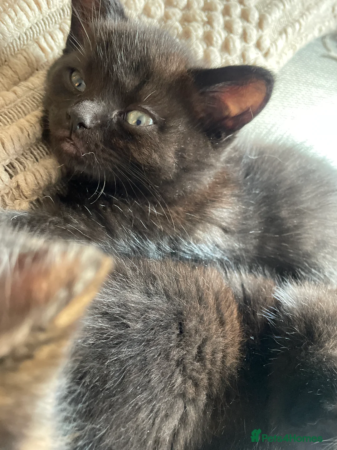 Ragdoll cats for sale: Ragdoll cross with British shorthair  in Newcastle upon Tyne - Advert 1