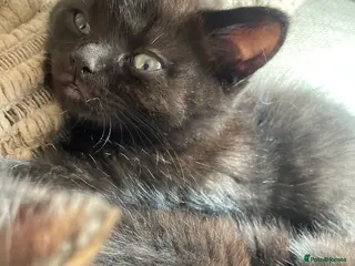 Ragdoll cats Ragdoll cross with British shorthair - Advert 1