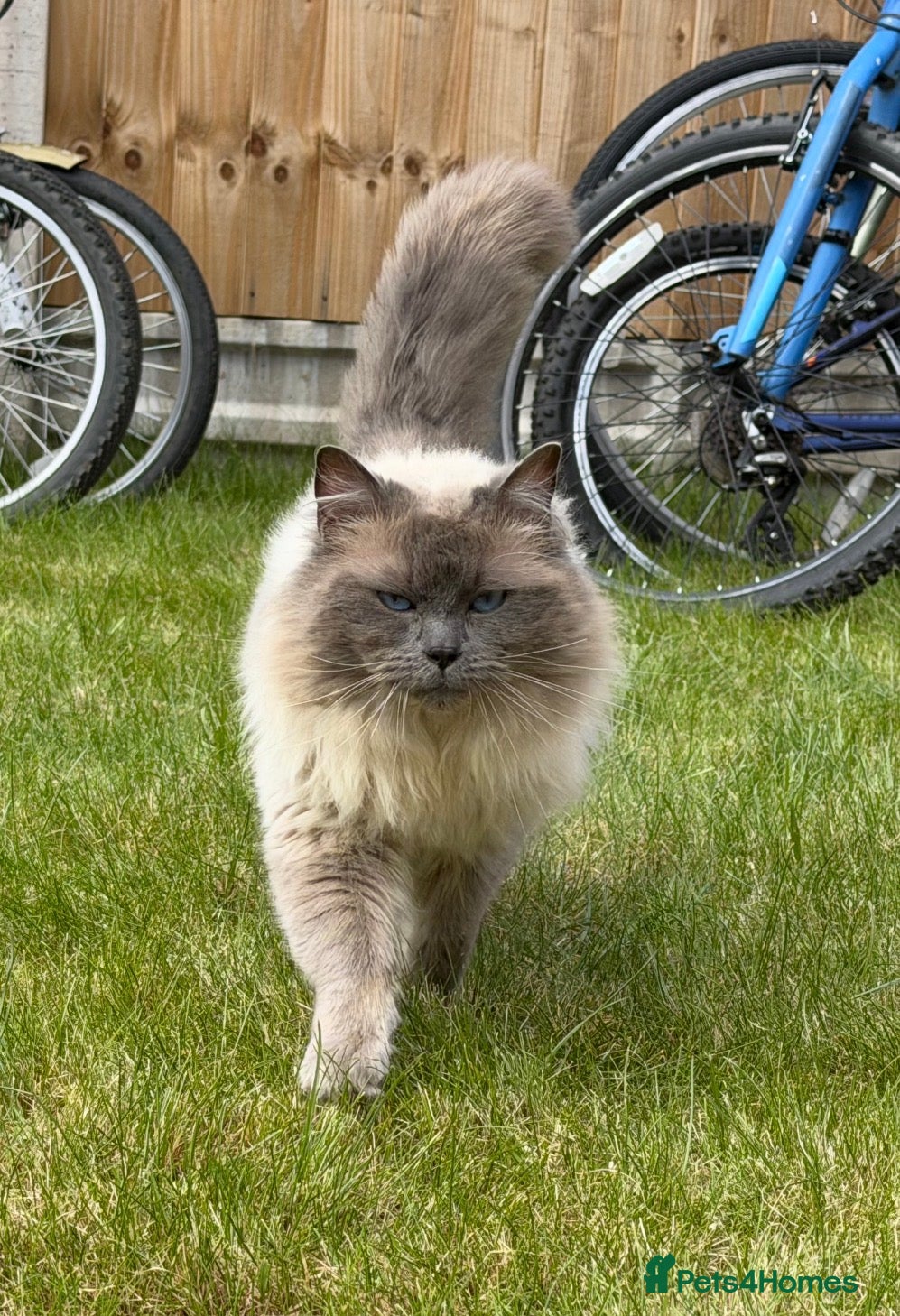 Ragdoll cats Gorgeous blue point ragdoll male - Advert 1