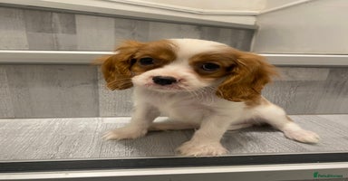 Cavalier King Charles Spaniel dogs - Advert 1