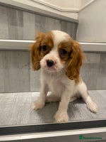 Cavalier King Charles Spaniel dogs - Advert 1