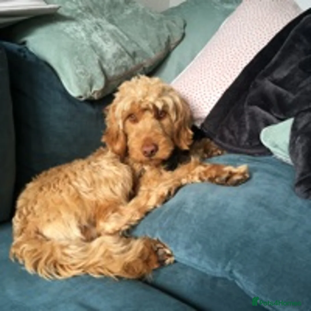 Cockapoo dogs for stud: BAXTER Makes Beautiful Babies 🐾 in Haddington - Advert 13