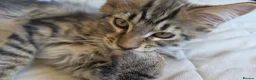 Maine Coon cats for sale: Beautiful Maine Coon Kittens for Sale - Advert 13