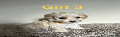 Maltipoo 6