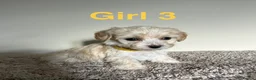 Maltipoo dogs for sale: Six beautiful maltipoo puppies - Advert 7