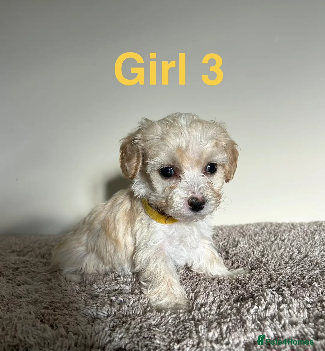 Maltipoo dogs for sale: Six beautiful maltipoo puppies - Advert 16