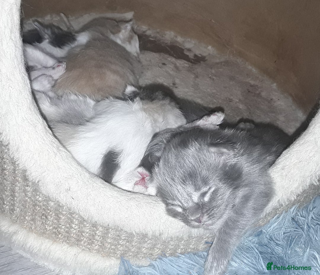 Ragcoon cats for sale: Stunning, and chunky ragcoons  - Image 6