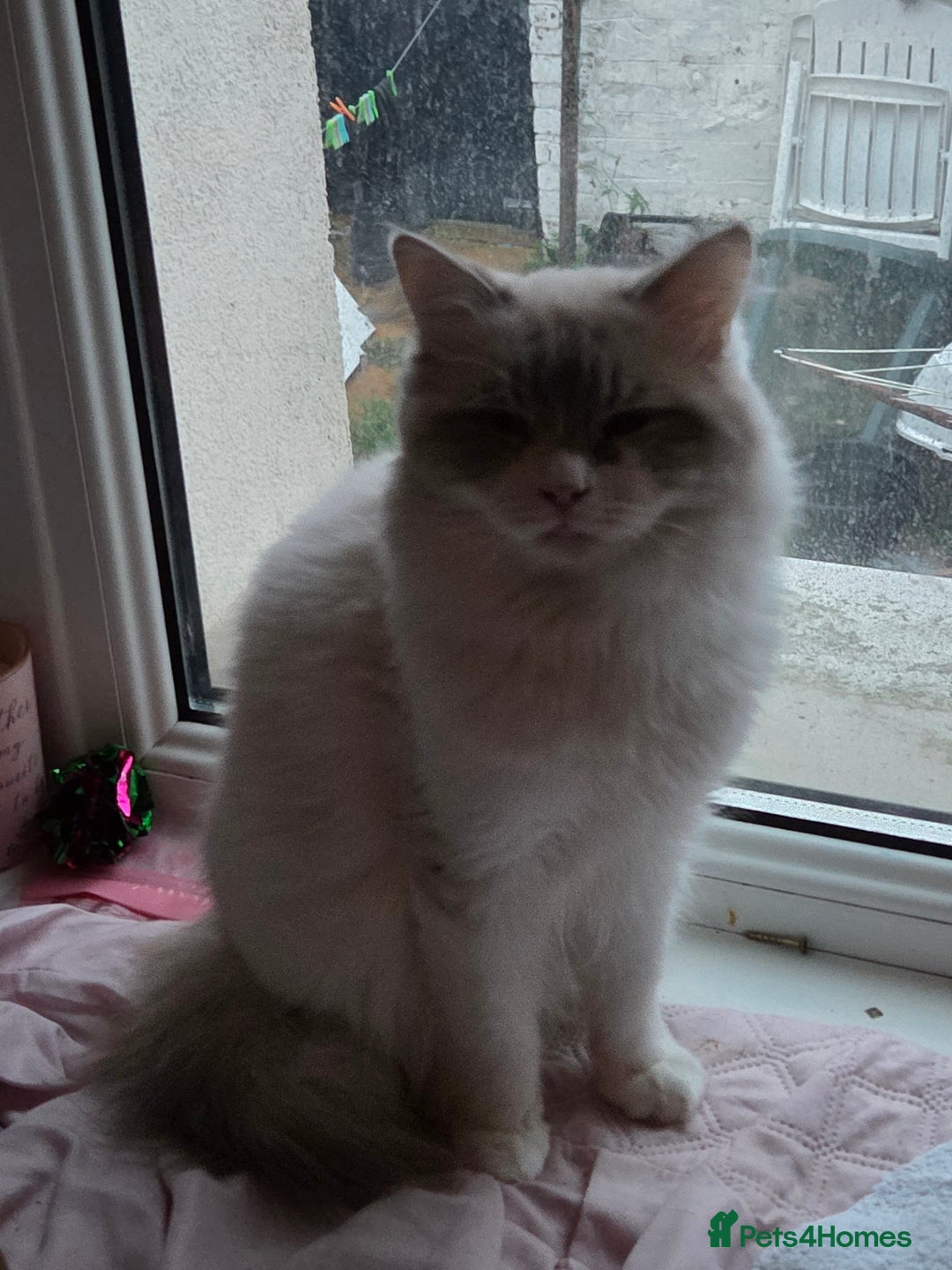 Ragdoll cats for sale: Handsome ragdoll - Image 2