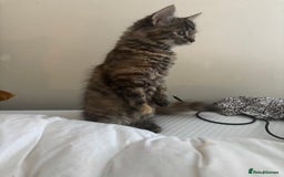 Persian cats for sale: Beautiful Persian x long haired kitten  - Image 5