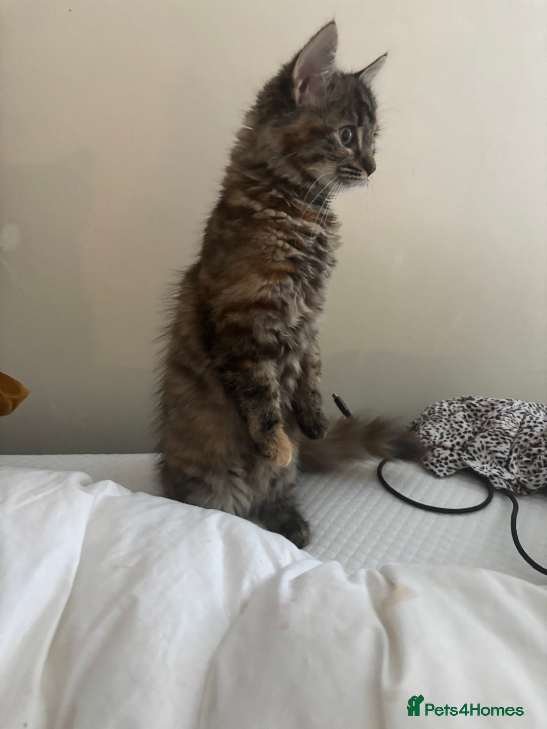 Persian cats for sale: Beautiful Persian x long haired kitten  - Image 5