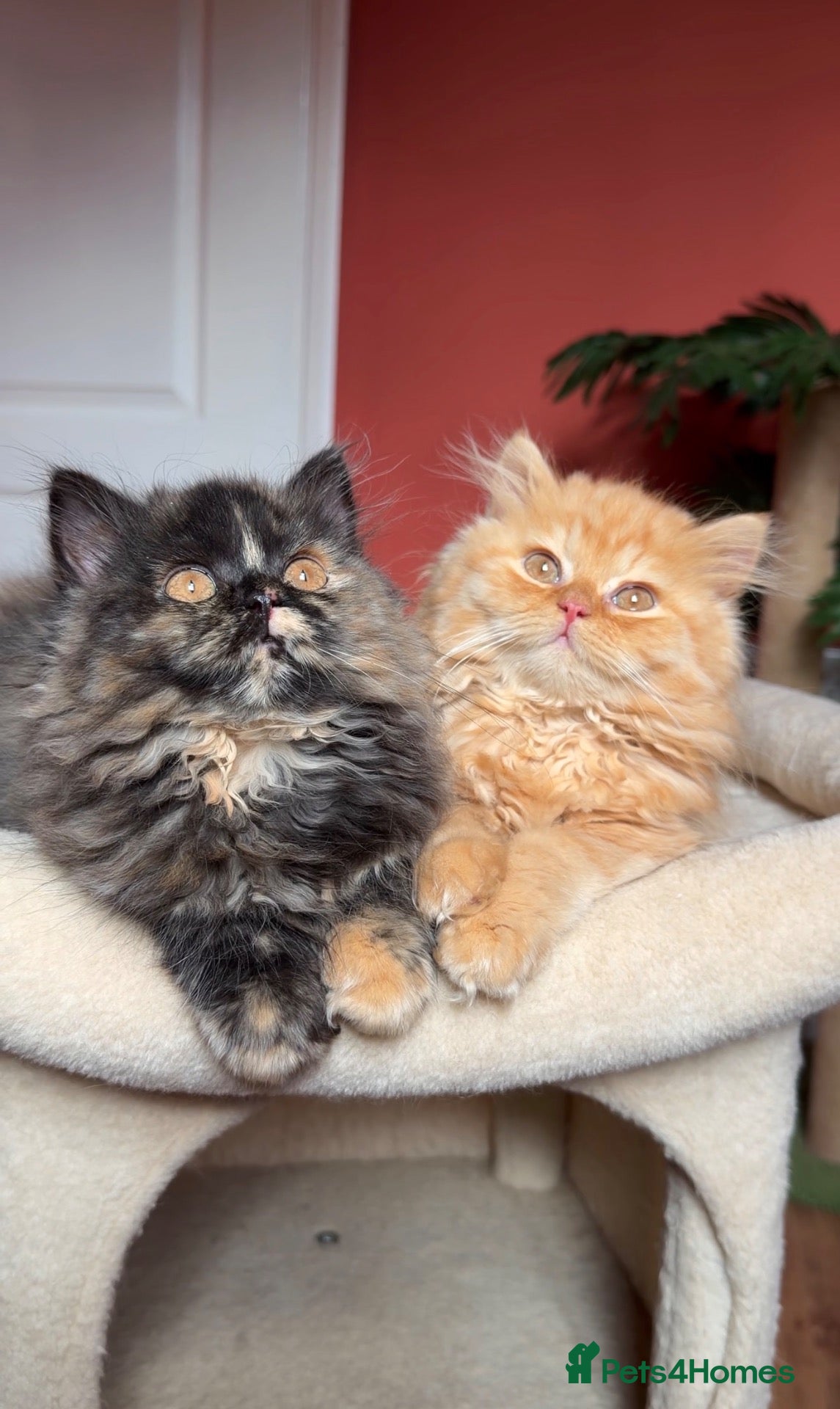 British Longhair cats ✨Top quality British longhair kittens✨ - Advert 5