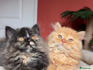 British Longhair cats ✨Top quality British longhair kittens✨ - Advert 5