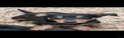 Australian Kelpie dogs for sale: Beautiful kelpie puppies for sale - Advert 15