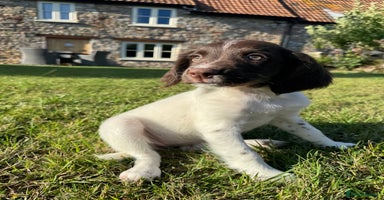 English Springer Spaniel dogs - Advert 1