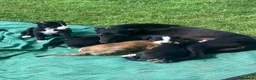 Whippet dogs for sale: 6 STUNNING WHIPPET PUPPIES - Advert 11