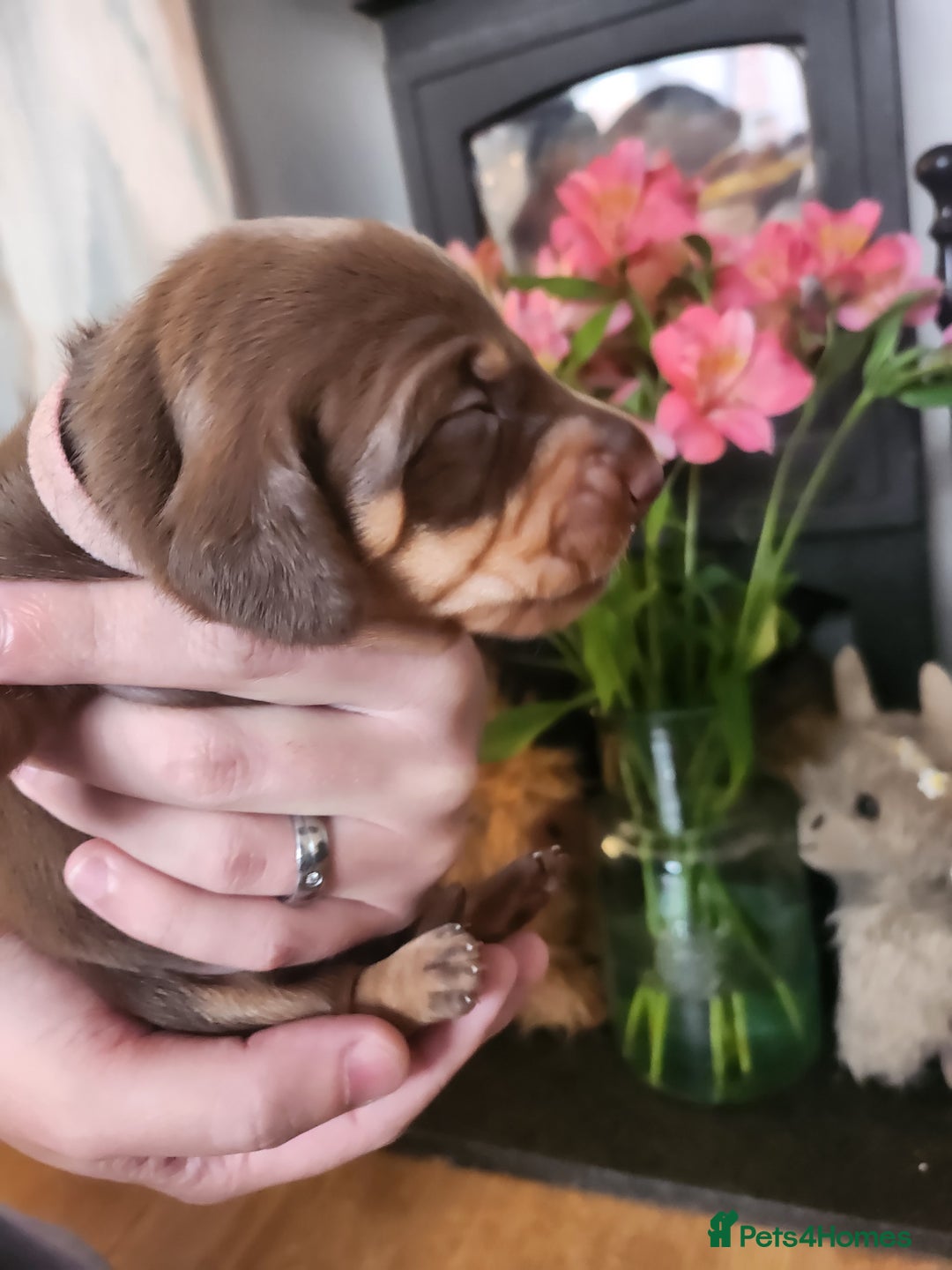 Miniature Dachshund dogs for sale: Chocolate and Tan mini dachshund  - Image 27