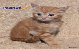 British Shorthair cats for sale: 1/4 maine coon British kittens - Image 2