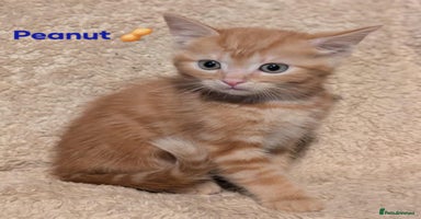 British Shorthair cats - Advert 6