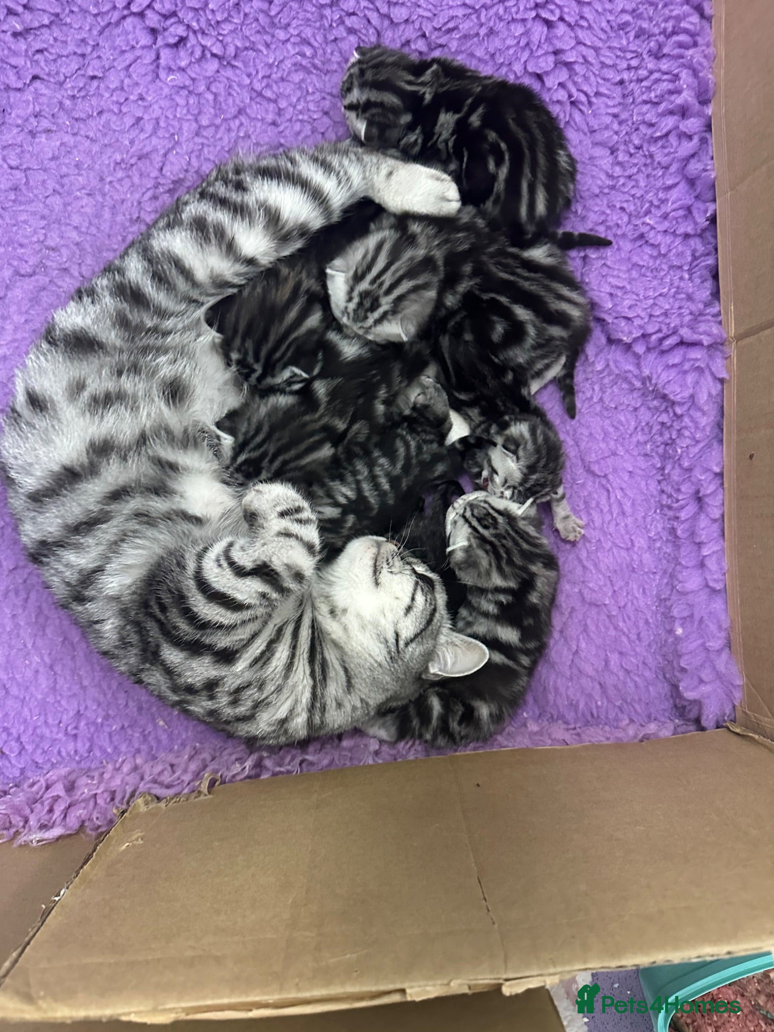 British Shorthair cats British Shorthair Silver Tabby & Chocolate Tabby - Advert 4