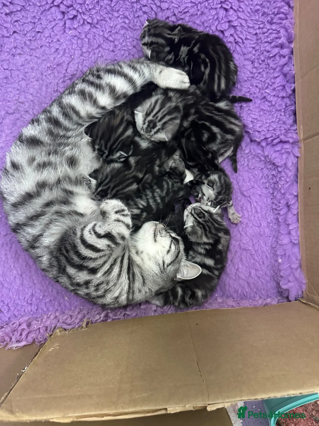 British Shorthair cats for sale: British Shorthair Silver Tabby & Chocolate Tabby - Advert 2