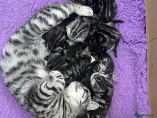 British Shorthair cats British Shorthair Silver Tabby & Chocolate Tabby - Advert 1