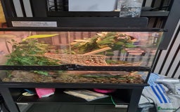 Gecko reptiles for sale: Gecko and vivarium  - Image 4