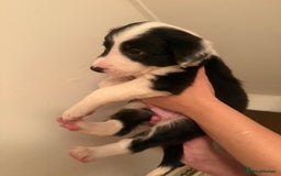 Border Collie dogs for sale: Border collie pups - Image 5