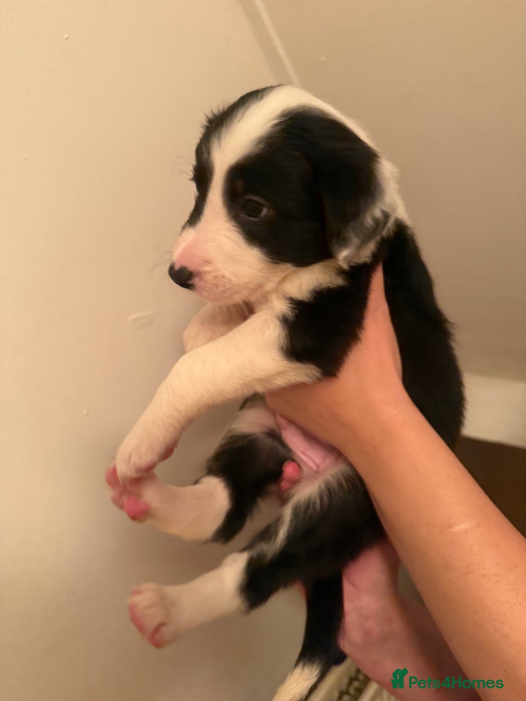 Border Collie dogs for sale: Border collie pups - Image 5