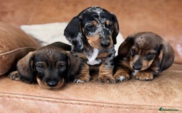 Dachshund dogs for sale: The most beautiful Tweenies  - Image 1