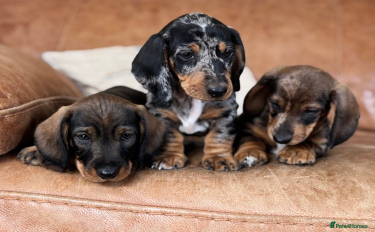 Dachshund dogs - Advert 3